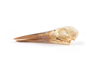 Image description is not available for 2015.3.1